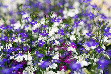 Afbeelding in Gallery-weergave laden, Lobelia - Diverse kleuren
