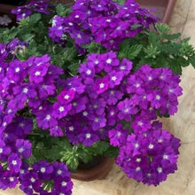 Afbeelding in Gallery-weergave laden, Verbena - Diverse kleuren