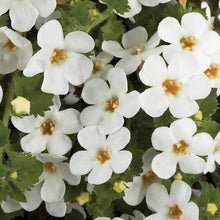 Afbeelding in Gallery-weergave laden, Bacopa - Diverse kleuren