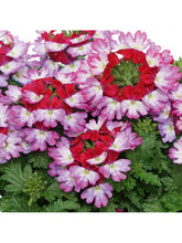 Afbeelding in Gallery-weergave laden, Verbena - Diverse kleuren