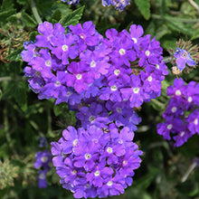 Afbeelding in Gallery-weergave laden, Verbena - Diverse kleuren