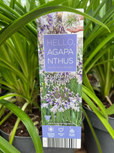 Afbeelding in Gallery-weergave laden, Agapanthus