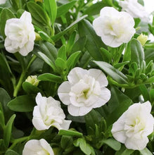 Afbeelding in Gallery-weergave laden, Mini Petunia Dubbelbloemig - Diverse kleuren