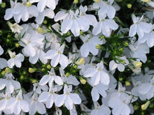 Afbeelding in Gallery-weergave laden, Lobelia - Diverse kleuren