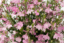 Afbeelding in Gallery-weergave laden, Lobelia - Diverse kleuren