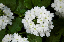 Afbeelding in Gallery-weergave laden, Verbena - Diverse kleuren