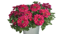 Afbeelding in Gallery-weergave laden, Verbena - Diverse kleuren