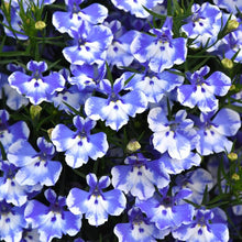 Afbeelding in Gallery-weergave laden, Lobelia - Diverse kleuren