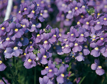 Afbeelding in Gallery-weergave laden, Nemesia - Diverse kleuren
