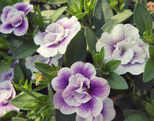 Afbeelding in Gallery-weergave laden, Mini Petunia Dubbelbloemig - Diverse kleuren