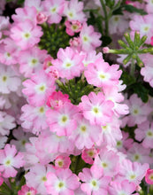 Afbeelding in Gallery-weergave laden, Verbena - Diverse kleuren