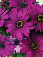 Afbeelding in Gallery-weergave laden, Spaanse Margriet - Diverse Kleuren