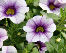 Afbeelding in Gallery-weergave laden, Mini Petunia - Diverse kleuren