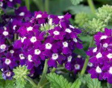 Afbeelding in Gallery-weergave laden, Verbena - Diverse kleuren