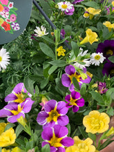 Afbeelding in Gallery-weergave laden, Flinn