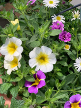 Afbeelding in Gallery-weergave laden, Flinn