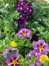 Afbeelding in Gallery-weergave laden, Flinn