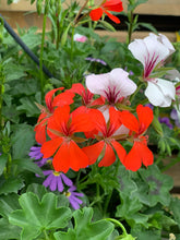 Afbeelding in Gallery-weergave laden, Boeren bont