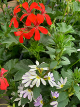 Afbeelding in Gallery-weergave laden, Boeren bont