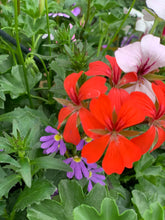 Afbeelding in Gallery-weergave laden, Boeren bont