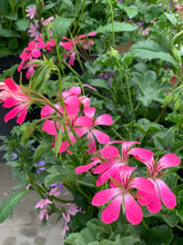 Afbeelding in Gallery-weergave laden, Allemachtig prachtig