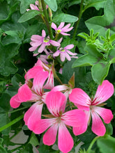 Afbeelding in Gallery-weergave laden, Allemachtig prachtig