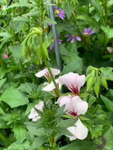 Afbeelding in Gallery-weergave laden, Allemachtig prachtig