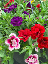 Afbeelding in Gallery-weergave laden, Gwen