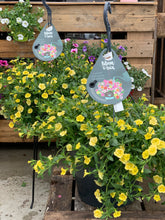 Afbeelding in Gallery-weergave laden, Thijs