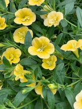 Afbeelding in Gallery-weergave laden, Thijs