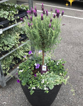 Afbeelding in Gallery-weergave laden, Kuiflavendel op stam