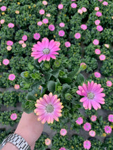 Afbeelding in Gallery-weergave laden, Spaanse Margriet - Diverse Kleuren