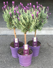 Afbeelding in Gallery-weergave laden, Kuiflavendel op stam