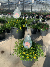 Afbeelding in Gallery-weergave laden, Thijs