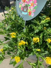 Afbeelding in Gallery-weergave laden, Thijs