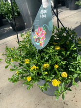 Afbeelding in Gallery-weergave laden, Thijs