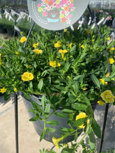 Afbeelding in Gallery-weergave laden, Thijs