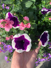 Afbeelding in Gallery-weergave laden, Dolle boel