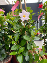 Afbeelding in Gallery-weergave laden, Mandevilla Piramide
