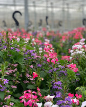 Afbeelding in Gallery-weergave laden, Allemachtig prachtig