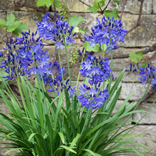 Afbeelding in Gallery-weergave laden, Agapanthus