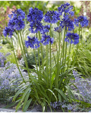 Afbeelding in Gallery-weergave laden, Agapanthus