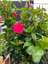 Afbeelding in Gallery-weergave laden, Mandevilla Piramide