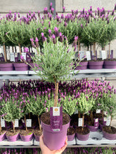 Afbeelding in Gallery-weergave laden, Kuiflavendel op stam