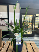 Afbeelding in Gallery-weergave laden, Agapanthus