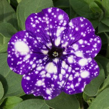 Afbeelding in Gallery-weergave laden, Petunia - Diverse kleuren
