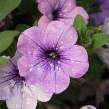 Afbeelding in Gallery-weergave laden, Petunia - Diverse kleuren
