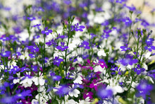 Afbeelding in Gallery-weergave laden, Lobelia - Diverse kleuren
