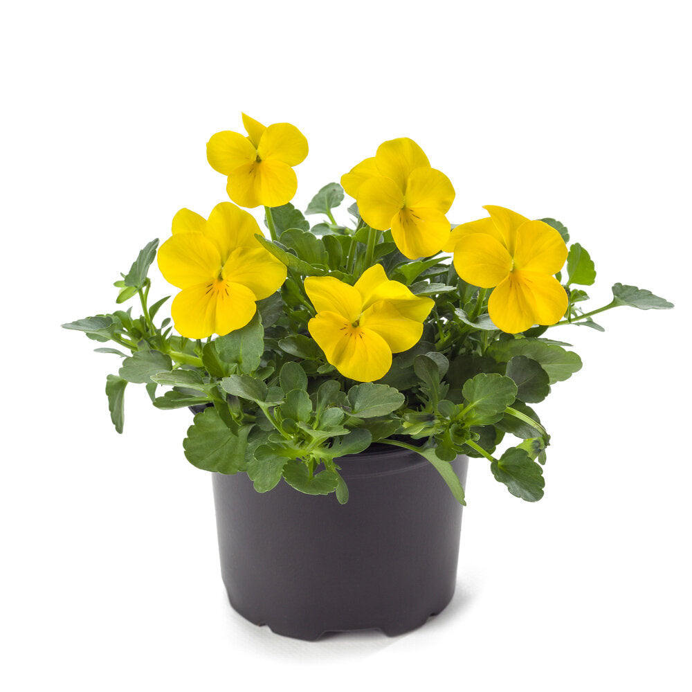 Viola Cornuta Pure Yellow - 12 stuks