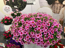 Afbeelding in Gallery-weergave laden, Mini Petunia - Diverse kleuren
